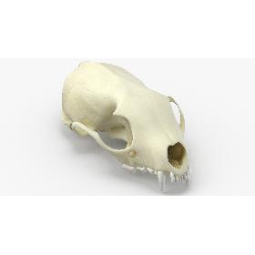 Real White Breasteed Marten Skull 01 3D model